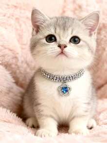 PETSIN 1 件宠物花水钻项链，可调节颈围，猫项链，狗项链，宠物配件，宠物用品