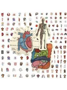 106/53片人体解剖贴纸 - 医学图解，标注器官、肌肉和骨骼 - PVC自粘光面贴纸，适用于学校、办公室、教室装饰 - 教育性医学艺术，不对称形状，鲜艳色彩 - 彩色 - 查看 2