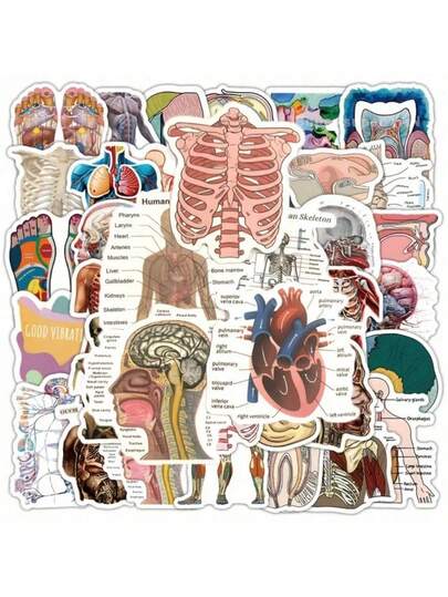 106/53 pièces Autocollants d'anatomie du corps humain - Diagrammes médicaux avec , muscles et os étiquetés - Autocollants brillants en PVC auto-adhésifs pour école, bureau, décoration de salle de classe - Art médical éducatif, formes asymétriques, couleurs vives