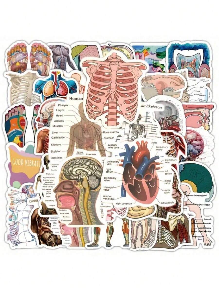106/53片人体解剖贴纸 - 医学图解，标注器官、肌肉和骨骼 - PVC自粘光面贴纸，适用于学校、办公室、教室装饰 - 教育性医学艺术，不对称形状，鲜艳色彩 - 彩色 - 查看 1