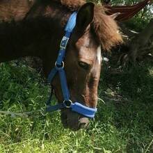 耐磨织带马缰绳、缰绳、马术缰绳、马厩装备、遛马牵引绳、织带缰绳