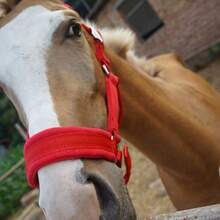 耐磨织带马缰绳、缰绳、马术缰绳、马厩装备、遛马牵引绳、织带缰绳