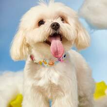 Care Bears X PETSIN 1 Piece Durable Dog Pet Printed Collar - Baby Blue - View 11