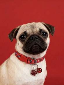 PETSIN 1条宠物骨头图案项圈；猫项圈；狗项圈；可调节颈围宠物吊坠项圈；宠物配件；宠物用品 - 彩色 - 查看 15