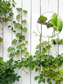 50pcs/10pcs Plant Wall Clips For Climbing Plants Wall Clips Green Tree Climbing Wall Tool Fixing Vine Fixing Clamp Climbing Hook Green Buckle Ring Traceless Green Plant Fixing Device