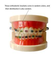 Oral Metal Bracket Model, Clinic Patient Communication Display Dental Model, Dental Teeth Bracket Model - Multicolor - View 3