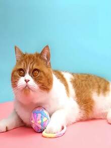 Đồ chơi tương tác mềm mại nhiều màu sắc cho mèo, bóng lông xù và sợi len, thích hợp cho mèo trong nhà tự chơi, đồ dùng cho mèo (màu ngẫu nhiên), quà tặng Giáng sinh. - Macaron màu ngẫu nhiên - Xem 4