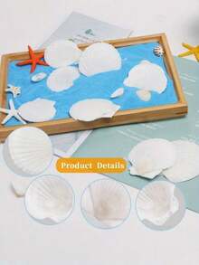10 vỏ sò điệp tự nhiên lớn, 4''-5'' (10-12cm) 2''-3'' (5-8cm) Vỏ sò lớn dùng làm đồ thủ công, vẽ tranh tự làm, nướng bánh và trang trí đám cưới trên bãi biển - Vỏ sò trắng lớn dùng làm số lượng lớn cho tiệc theo chủ đề đại dương và trang trí nhà cửa Tiệc bãi biển Quà tặng tốt nhất Sinh nhật Tốt nghiệp - 10 chiếc - Xem 4