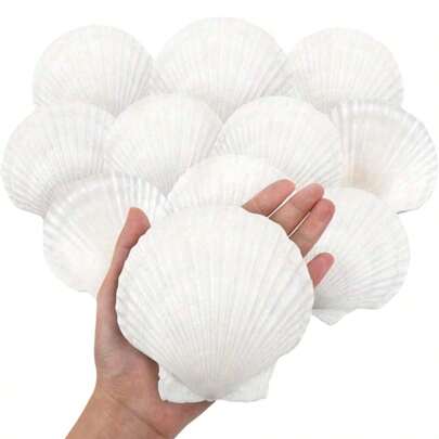 10 vỏ sò điệp tự nhiên lớn, 4''-5'' (10-12cm) 2''-3'' (5-8cm) Vỏ sò lớn dùng làm đồ thủ công, vẽ tranh tự làm, nướng bánh và trang trí đám cưới trên bãi biển - Vỏ sò trắng lớn dùng làm số lượng lớn cho tiệc theo chủ đề đại dương và trang trí nhà cửa Tiệc bãi biển Quà tặng tốt nhất Sinh nhật Tốt nghiệp