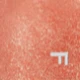 Champ Stamp Fantasy