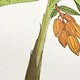 奶油色