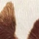 cow pattern