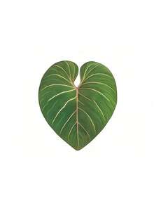 Zazumi Nam châm tủ lạnh hình lá cây, với phong cách xanh tươi mát, mang đến cảm giác độc đáo cho phòng bếp và phòng khách. Có thể dùng làm quà tặng cho bạn bè và gia đình. - Miếng dán tủ lạnh - Xem 11