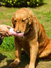 1 件便携式狗狗水瓶和碗分配器 - 让您的宠物在外出时保持水分充足,狗狗用品,狗狗,宠物