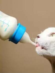 PETSIN Pet Feeding Bottle Cat Feeding Bottle Pet Kitten Feeding Device Pacifier Dog Newborn Kitten Specific Feeding Bottle