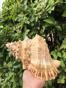 1pc Natural Small Conch Shell Golden Mouth Frog Snail Stone Number Snail Fish Tank Landscape Decoration Ornament Ornament Hermit Crab Replacement Shell - Multicolor - View 6
