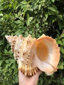 1pc Natural Small Conch Shell Golden Mouth Frog Snail Stone Number Snail Fish Tank Landscape Decoration Ornament Ornament Hermit Crab Replacement Shell - Multicolor - View 5