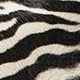 Zebra wool