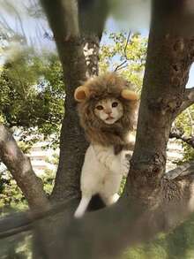 PETSIN Universal Adjustable Pet Hat For Cats And Dogs: Cute Lion Transformation For Fall/Winter - Multicolor - View 6