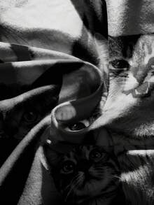 ROMWE Grunge Punk 大码女式深色可爱猫咪图案朋克街头风抹胸上衣 - 黑色 - 查看 4