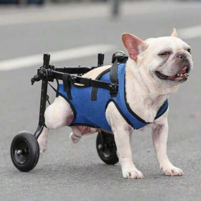1 pieza Silla de ruedas ajustable y ligera para mascotas, ayuda de movilidad con soporte para patas traseras para perros pequeños, para recuperación de lesiones, uso en interiores y exteriores, asistencia de rehabilitación para la marcha en todas las estaciones