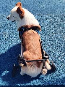 1件装可调节轻便耐用宠物狗轮椅移动辅助器，带后腿支撑，适用于小型犬受伤康复，室内外四季通用，康复辅助行走辅助器