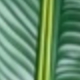 綠色