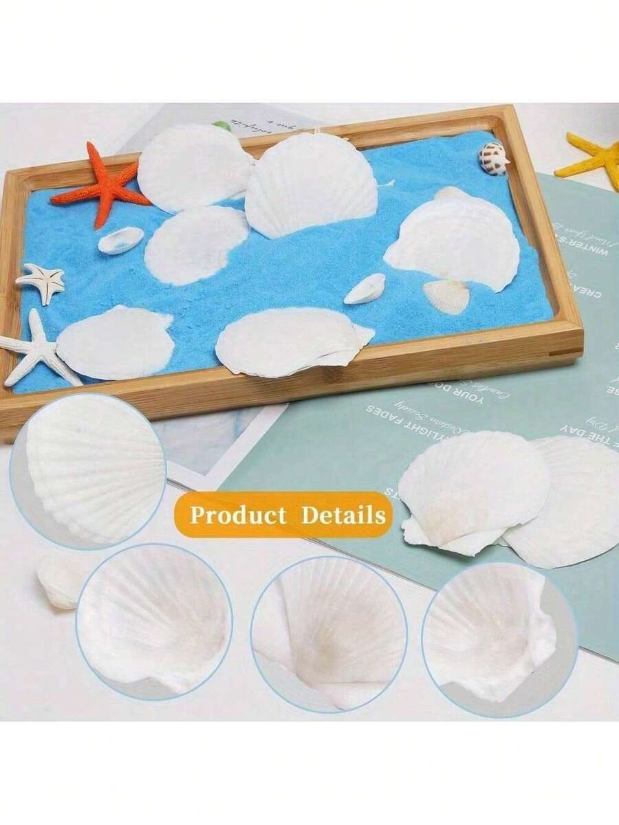 5个天然扇贝壳，可用于DIY绘画、烘焙和海滩婚礼装饰 - 白色贝壳散装，适合海洋主题派对和家居装饰。