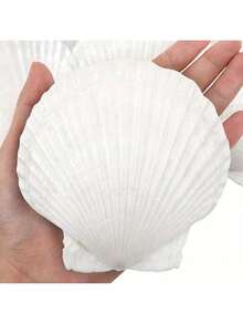 5个天然扇贝壳，可用于DIY绘画、烘焙和海滩婚礼装饰 - 白色贝壳散装，适合海洋主题派对和家居装饰。 - 5pcs - 查看 8