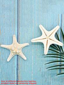 6件天然海螺壳五指霸王螳螂海星标本地中海平台装饰海洋装饰墙面装饰系列家居装饰 - 彩色 - 查看 3