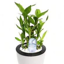 1个自吸水地插球装置 植物浇水器 花盆自动滴灌浇水器 室内外盆栽植物花卉浇水器（透明鸟形） - 彩色 - 查看 3