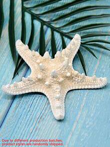 6件天然海螺壳五指霸王螳螂海星标本地中海平台装饰海洋装饰墙面装饰系列家居装饰 - 彩色 - 查看 5