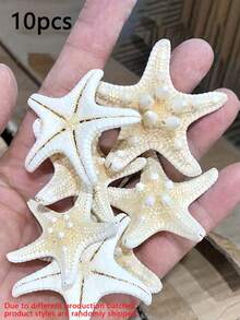 6件天然海螺壳五指霸王螳螂海星标本地中海平台装饰海洋装饰墙面装饰系列家居装饰 - 彩色 - 查看 11