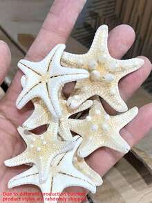 6件天然海螺壳五指霸王螳螂海星标本地中海平台装饰海洋装饰墙面装饰系列家居装饰 - 彩色 - 查看 1