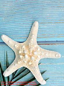 6件天然海螺壳五指霸王螳螂海星标本地中海平台装饰海洋装饰墙面装饰系列家居装饰 - 彩色 - 查看 7