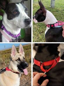 1件装 高强度反光尼龙马丁格尔犬项圈 防拉扯训练项圈 L码可调节 适用于小型、中型和大型犬 宠物训练装备 遛狗配件