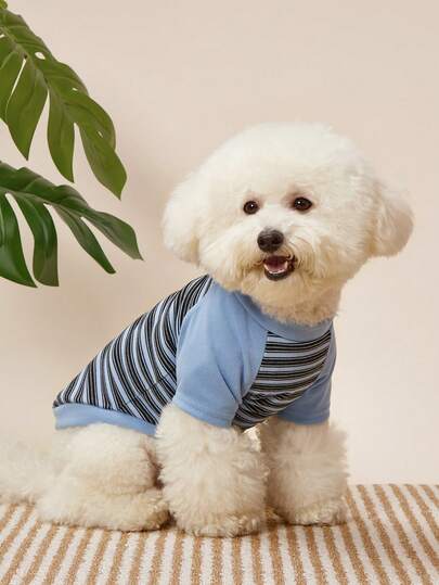 PETSIN 1 قطعة ملابس قطة للخريف والشتاء مخططة، دب تيدي بطراز فرنسي، قميص قاعدة متعدد الاستخدامات، مناسب للشتاء