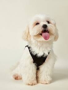 PETSIN 1pc Koala Letter Printed Pet Vest, Breathable And Skin Friendly, Black Version