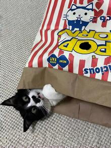 Popcorn Cat Toy - Fun Cartoon Bag For Interactive Play With Cats & Dogs, No Battery Needed - Multicolor - View 13