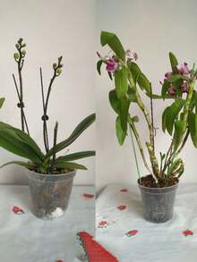 兰花幼苗圆形盆、透明兰花容器、圆形盆、蝴蝶兰透明塑料盆、绿色植物盆、用于种植石斛兰、蝴蝶兰和玫瑰扦插的实验盆 - 透明 - 查看 8