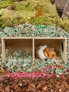 1个木制仓鼠松鼠躲藏屋，刺猬木制栖息地，也适用于豚鼠、龙猫 - 彩色 - 查看 2