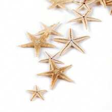 50/100 Pcs Small Starfish Star Sea Shell Beach For Craft 0.4"-1" Best Gifts Birthday Graduation - Multicolor - View 4