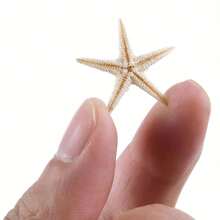 50/100 Pcs Small Starfish Star Sea Shell Beach For Craft 0.4"-1" Best Gifts Birthday Graduation - Multicolor - View 6