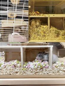 1个木制仓鼠松鼠躲藏屋，刺猬木制栖息地，也适用于豚鼠、龙猫 - 彩色 - 查看 5