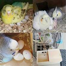 1 pieza Caja de cría de loro de madera, nido de incubación, nido vertical para pájaros, caja de nido aislada, jaula de cría de pájaros, adecuada para cacatúas y periquitos, accesorios para casas de pájaros, suministros para mascotas, ventana de observación transparente, adecuada para varios pájaros y periquitos, suministros para mascotas, jaula de cría de loros, decoración de jardín al aire libre, especializada en suministros para pájaros, regalo de Navidad - Marrón - Ver 3