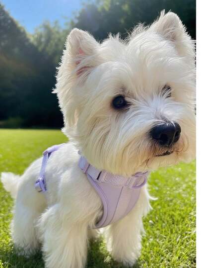 [Ultimate Comfort]16 Colors Adjustable Dog Harness Thickened Double-Layer Padding, Windproof & Warmth For Autumn/Winter, Soft & Comfortable, Perfect For Pet Care, All-Size Fit (XS-XL) For Small Medium Large Dogs, Outdoor Walking & Travel Pet Vest, All-Season Use