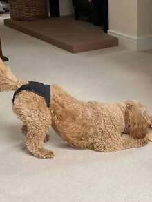 1条透气一次性卫生内裤，带可替换纸巾 - 黑色 - 查看 2