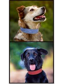 Vòng cổ cho thú cưng bằng da dập nổi, lớp lót spandex mềm mại, kiểu dáng cổ điển, phù hợp cho chó cỡ trung bình và lớn. - Nhiều màu - Xem 11