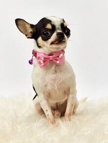 PETSIN 1 件珍珠网眼宠物项圈，带蝴蝶结装饰铃铛吊坠，舒适亲肤，可调节宠物项圈，适合中小型犬猫日常佩戴、户外散步、节日派对等场合，可爱轻便。 - 彩色 - 查看 5