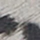 灰色豹紋